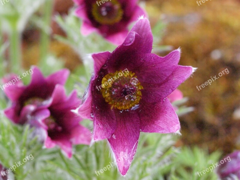 Pasqueflower Blossom Bloom Violet Spring