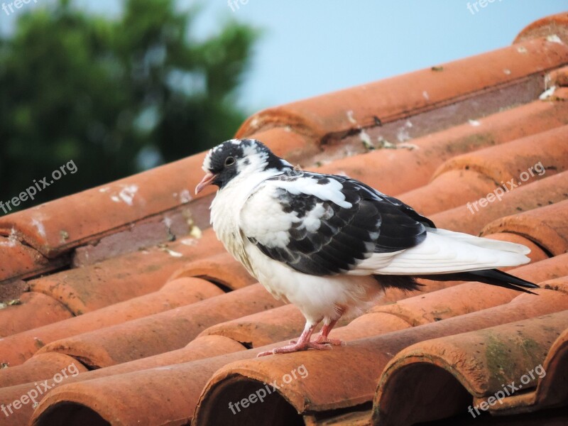 Dove Roof Nature Birdie Bird