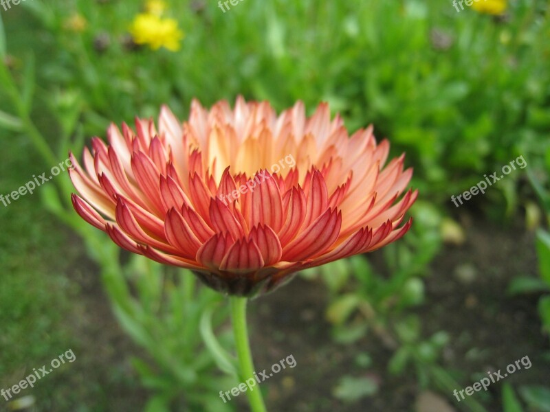 Marigold Garden Orange Autumn Buds