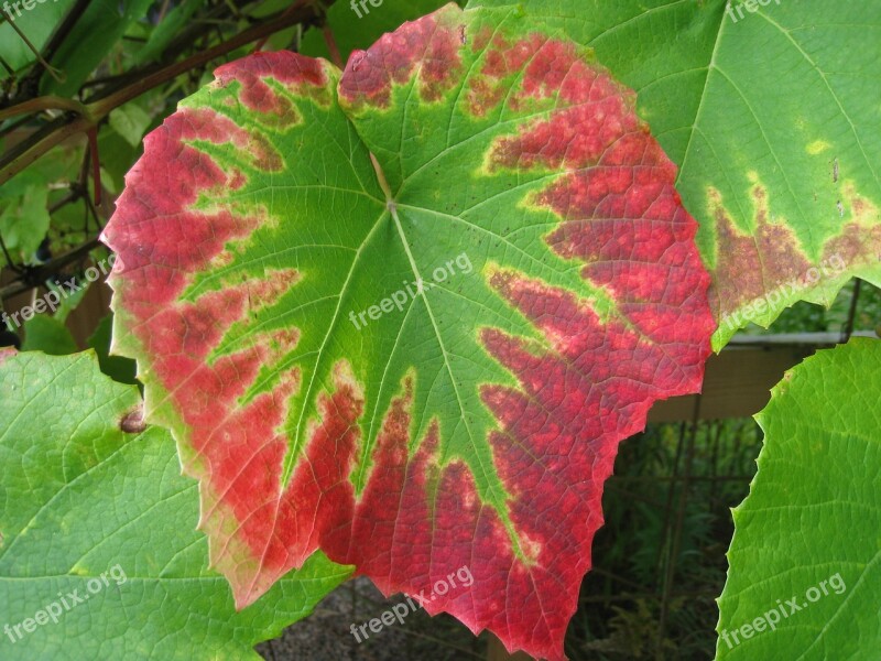 Grape Leaves Colors Autumn Garden Green