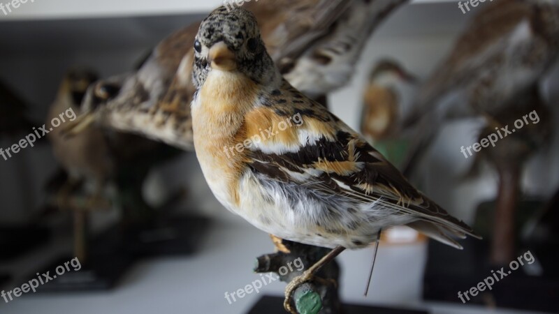 Bird Stuffed Taxidermy Museum Biology