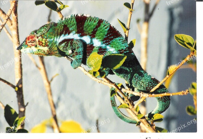 Chameleon Lizard Reptile Animal Colorful