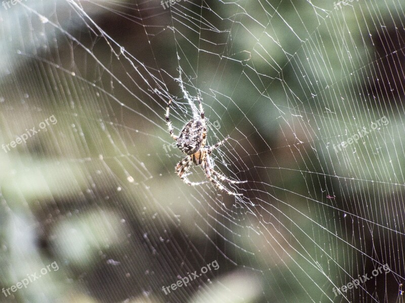 Spider Web Beetle Sunrise Free Photos