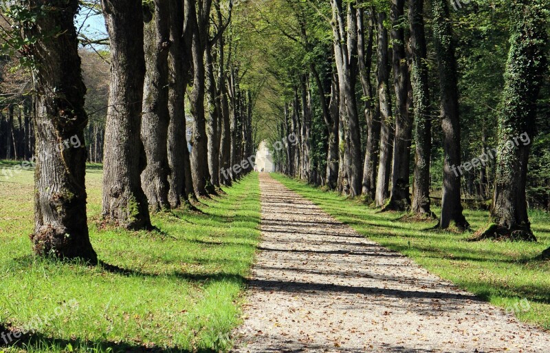 Trees Avenue Away Nature Forest