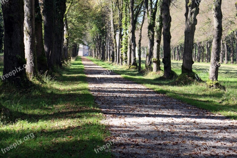 Nature Leisure Recovery Forest Path Away