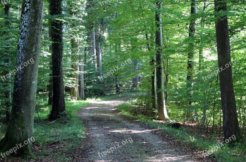 Nature Leisure Recovery Forest Path Away