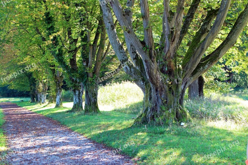 Nature Leisure Recovery Forest Path Away