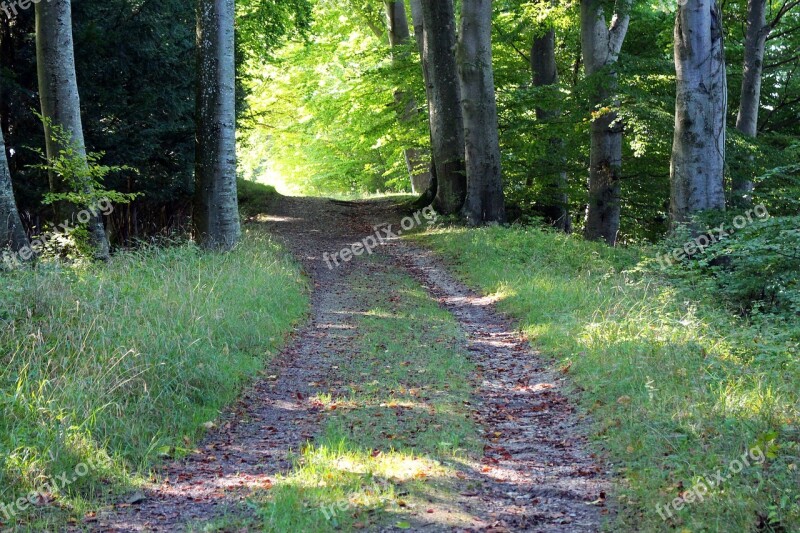 Nature Leisure Recovery Forest Path Away