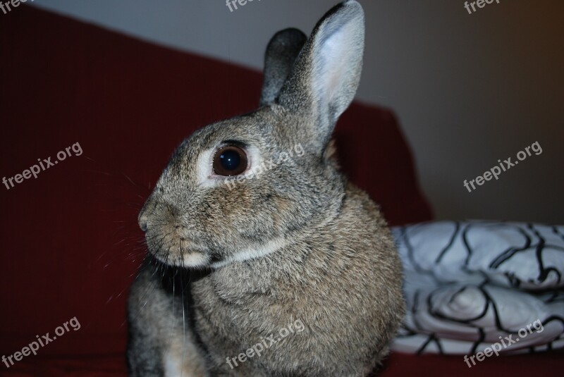 Rabbit Pets Portrait Free Photos