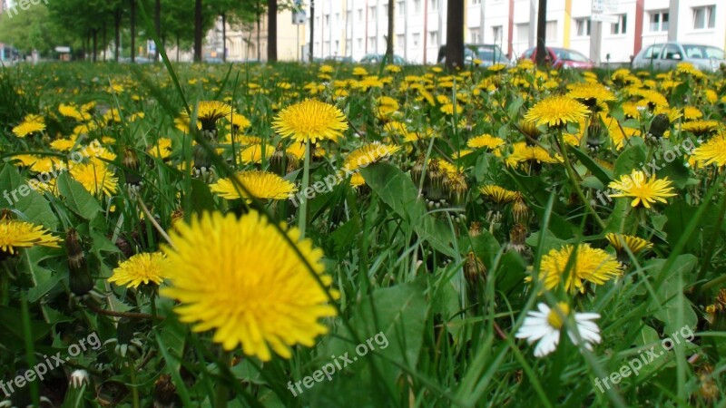 Dandelions Greens Yellow Free Photos