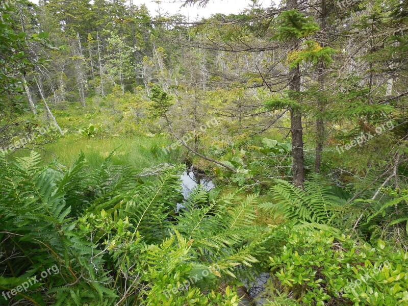 Forest Isle Au Haut Maine Island Hiking Camping