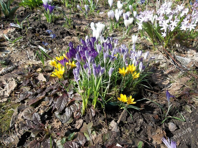 Primula Garden Spring Free Photos