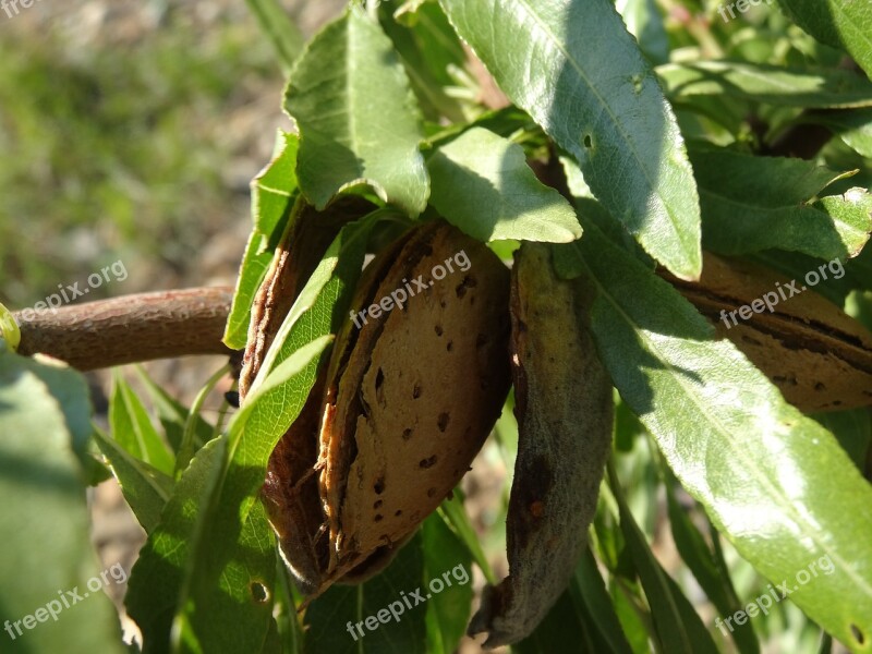 Almond Almond Tree Nut Plant Walnut