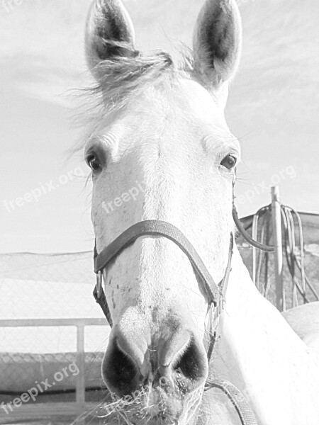 Mare Horse Horse Head Animal Equestrian