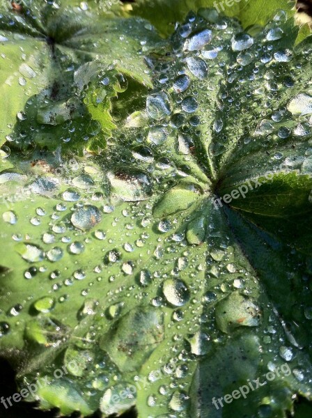 Frauenmantel Plant Nature Raindrop Leaf