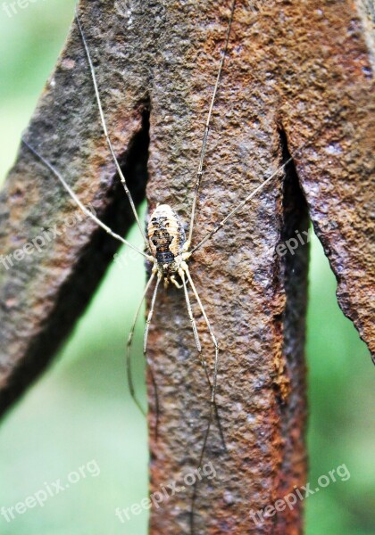 Spider Insect Chisel Free Photos