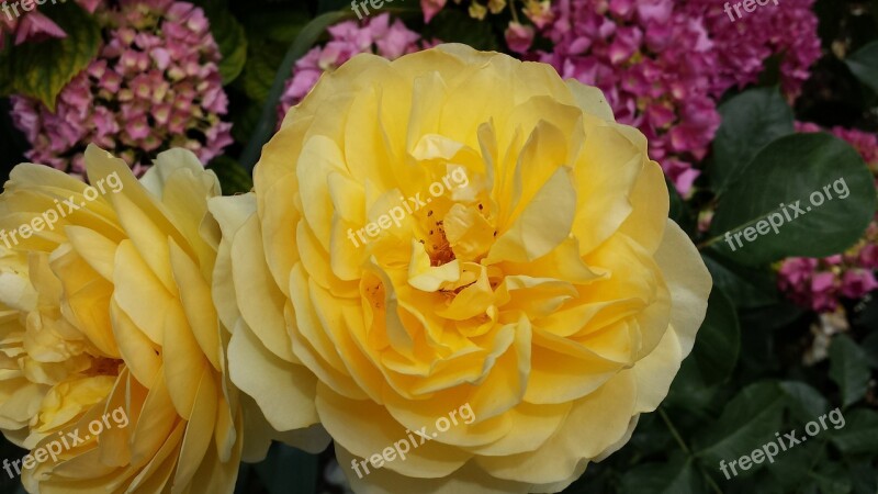 Roses Yellow Blossom Bloom Flower