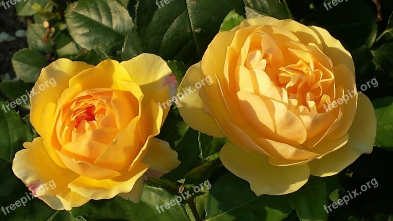 Roses Yellow Blossom Bloom Close Up