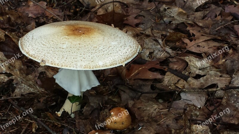 Mushroom Forest Nature Autumn Toxic