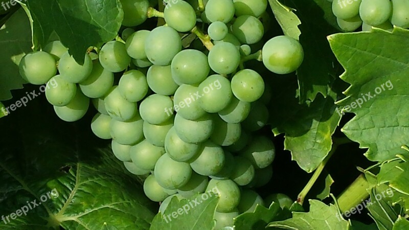 Grapes Green Fruit Winegrowing Green Grapes