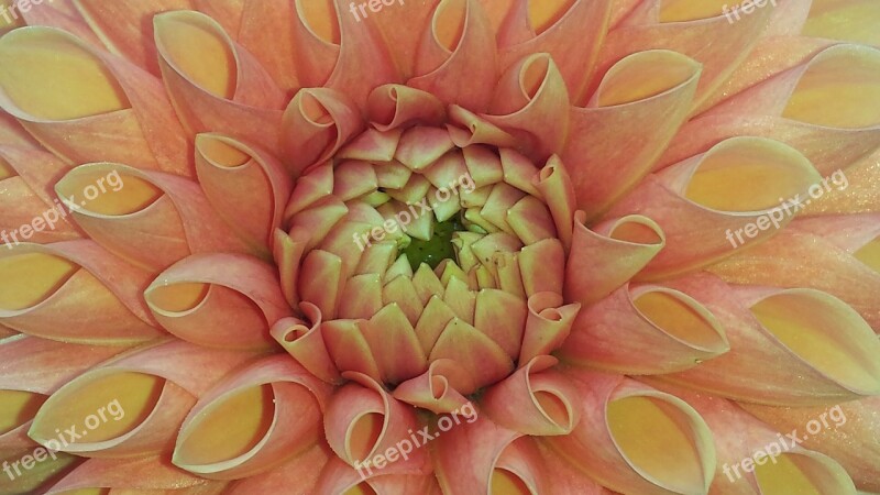 Dahlia Orange Blossom Bloom Flower