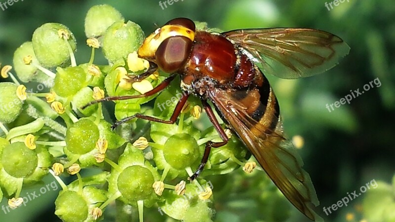 Hoverfly Insect Close Up Nature Pollination