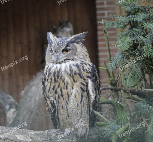 Eagle Owl Owl Bird Feather Animal