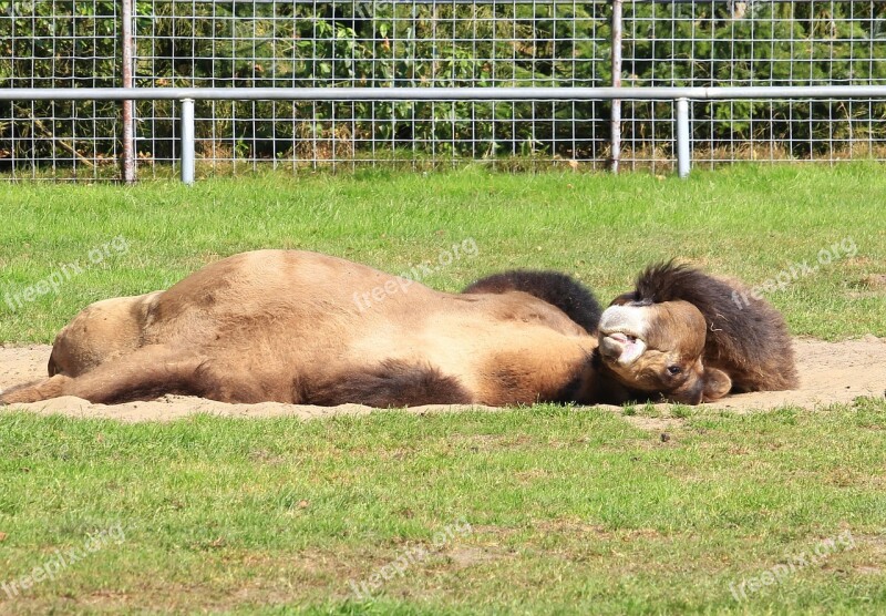 Camel Sleeping Lying Relaxation Rest