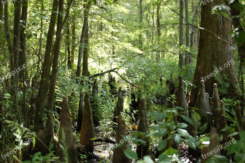 Swamp Marsh Nature Outdoors Landscape