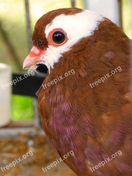 Pigeon Head Portrait Brown White