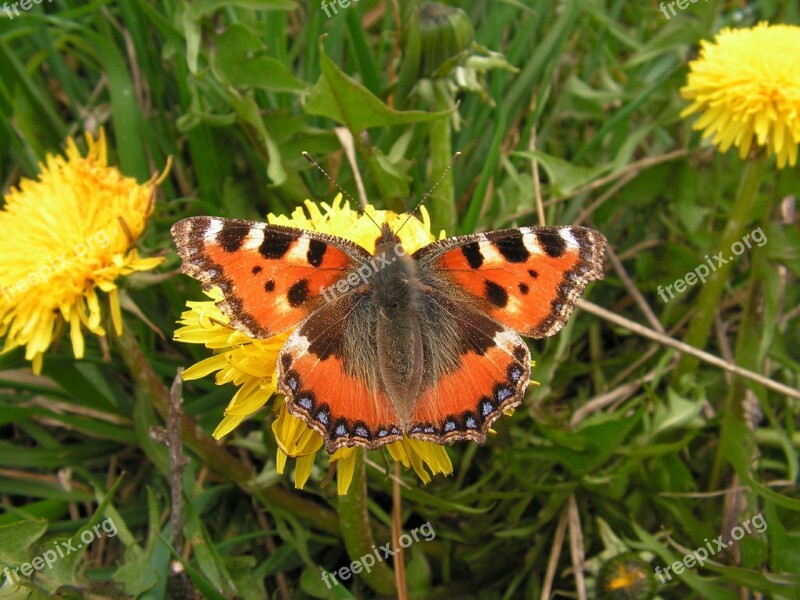 Butterfly Dandelion Flower M Free Photos