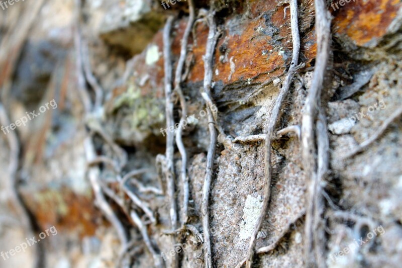 Roots Nature Wall Free Photos