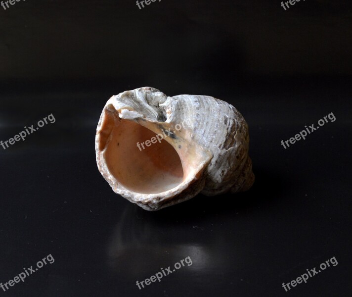 Shell Clam Shell Snail Shell Black Background Free Photos