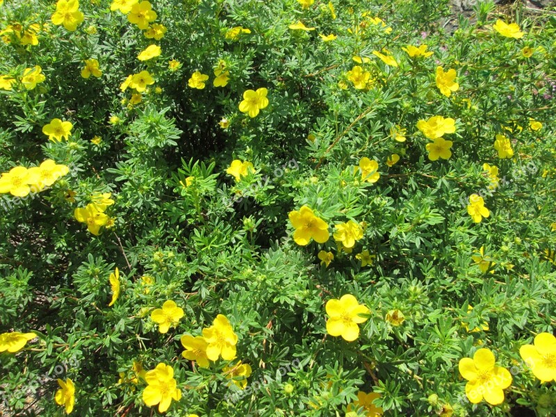 Shrubby Cinquefoil Bush Plant Nature Green