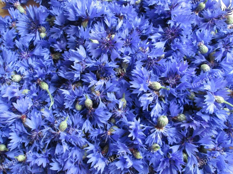 Cornflowers Flowers Flower Meadow Field