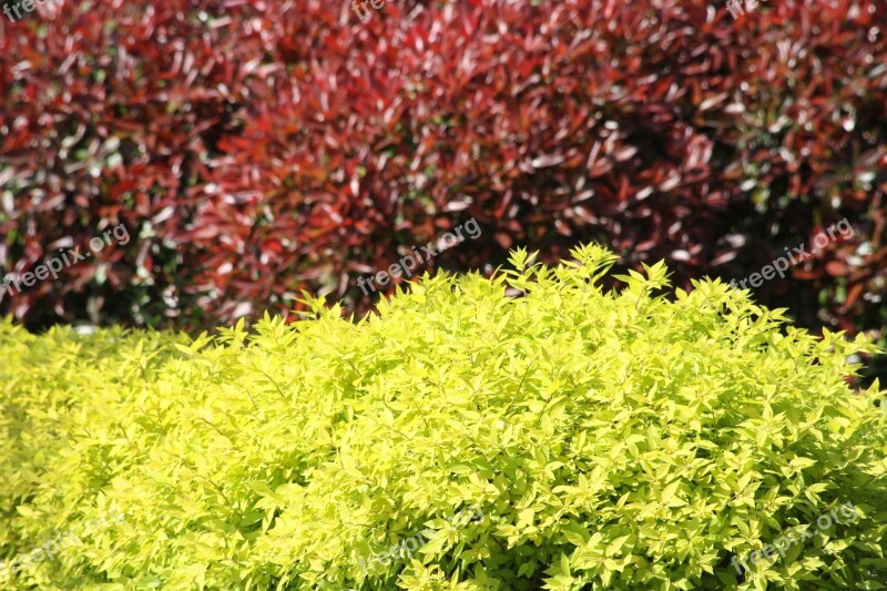 Bushes Leaves Color Bush Red