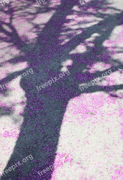 Tree Spring Nature Shadow Purple Flowers