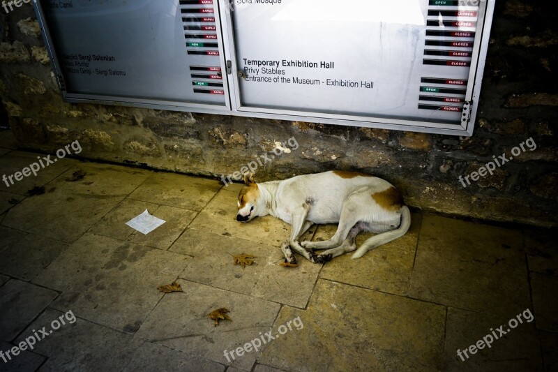 Dog Turkey Ground Night Sleep