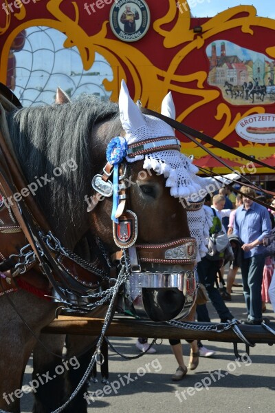 Oktoberfest Horse Brauereigaul Munich Kaltblut