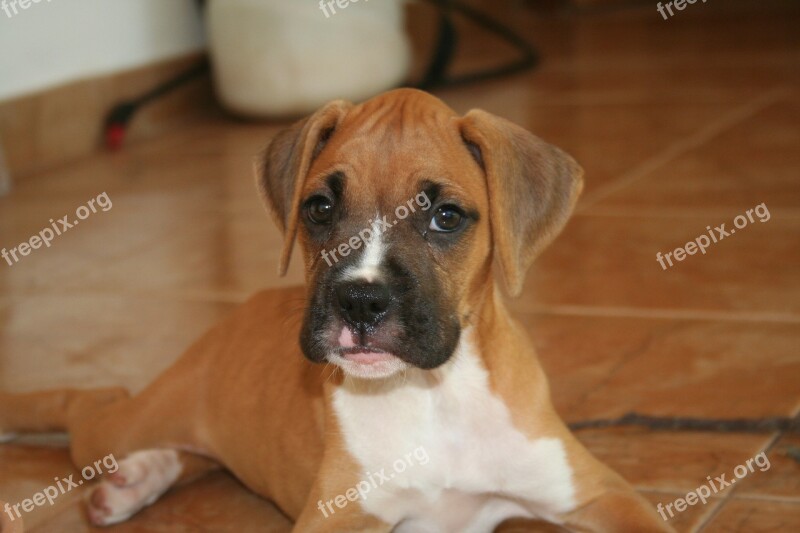 Dog Look Boxer Dog Puppy German Boxer