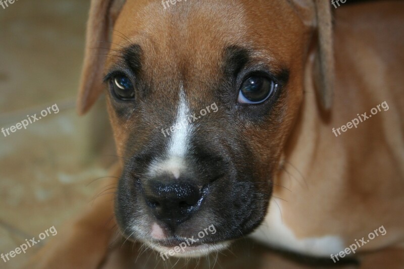 Boxer Puppy Dog Cute Young