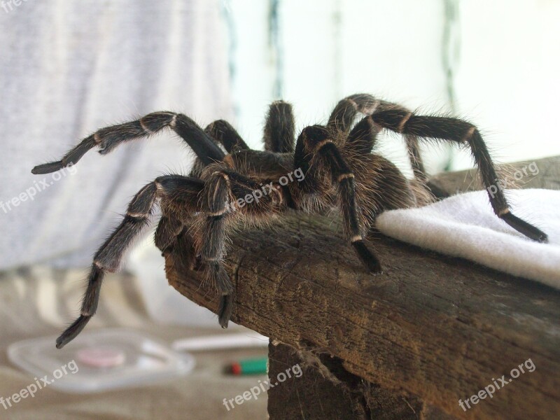 Tarantula Spider Hairy Arachnophobia South America