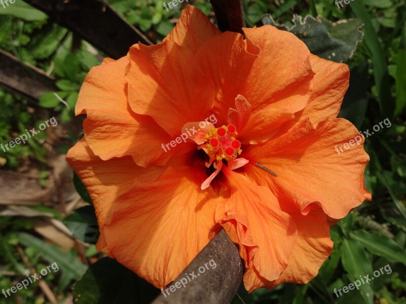 Hibiscus Orange Flower Blossom Bloom