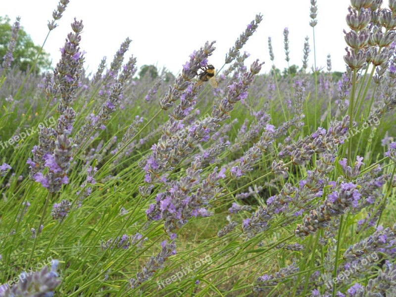 Lavender Flower Natural Plant Garden