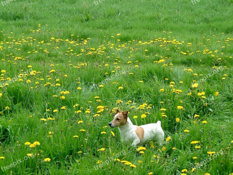 Jack Russel Grass Almere Dandelions Dog