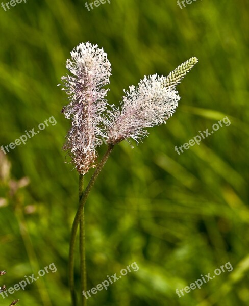 Plantain Field Plant Meadow Plant Flowering Closeup