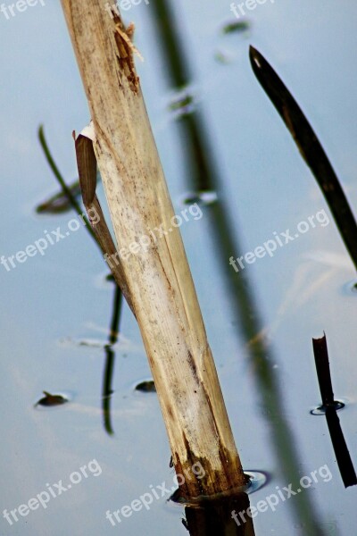 Bamboo Lake Pond Water Waters