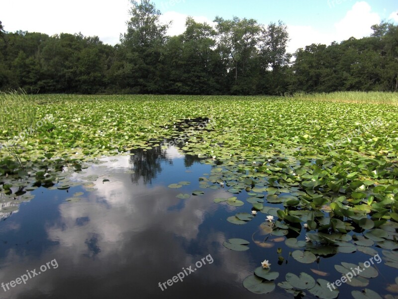 Lake Water Lilies Cloud Reflection Clouds Water