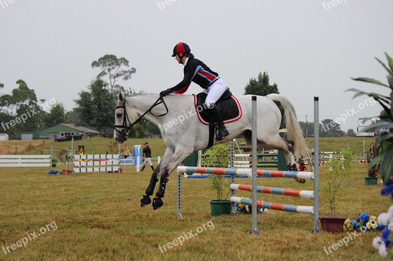 Horse Jumping Jump Horse Equestrian Rider