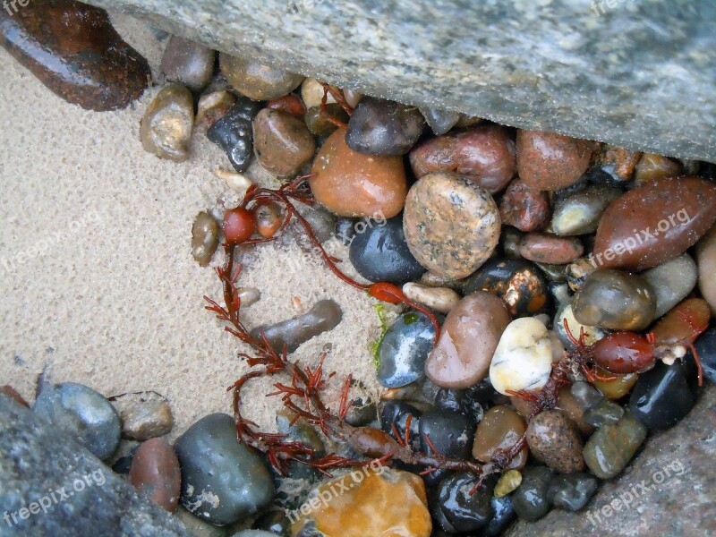 Flotsam Stones Beach Finds Pebble Plump